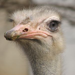 Dr. Ostrich